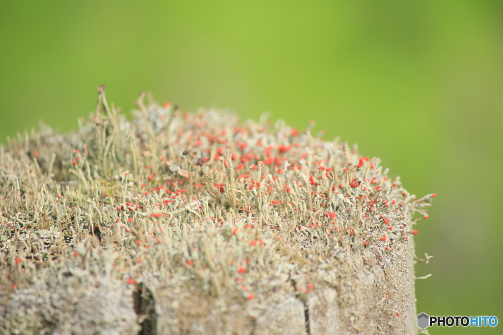 撮って出し(2025-04-27_08-41)-(Canon EOS 60D-2