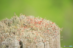 撮って出し(2025-04-27_08-41)-(Canon EOS 60D-2