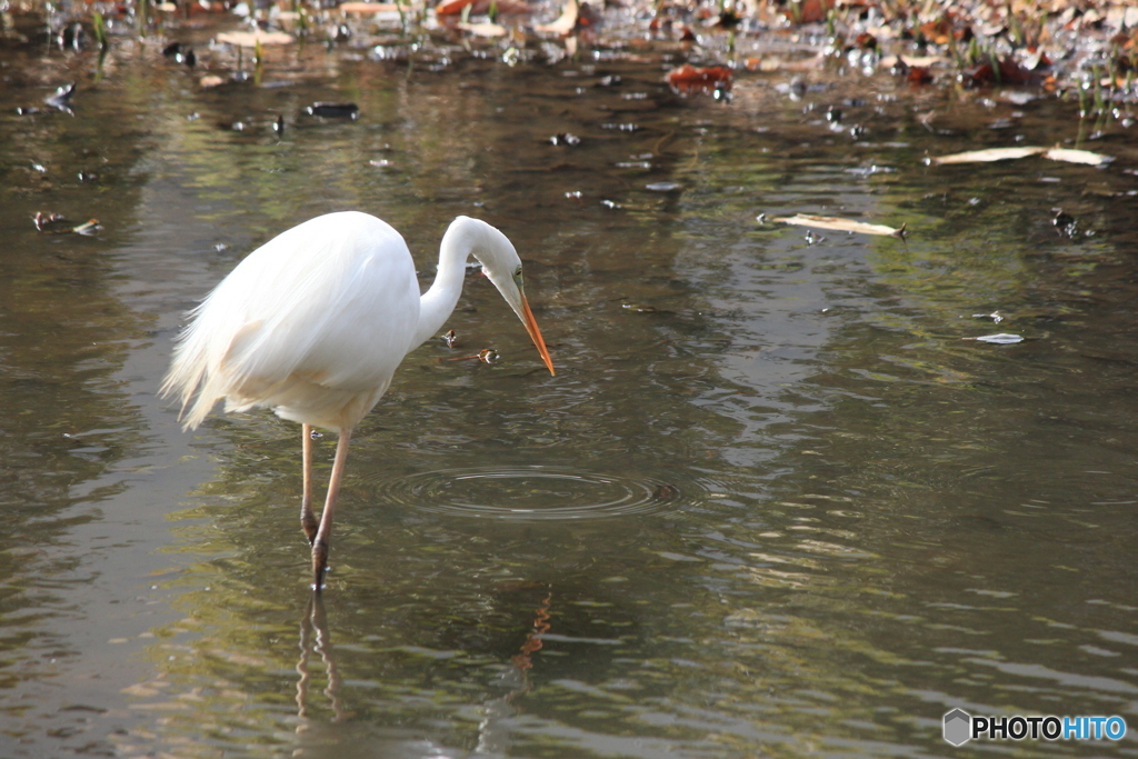 撮って出し(2025-03-03_12-23)-(Canon EOS 60D-2