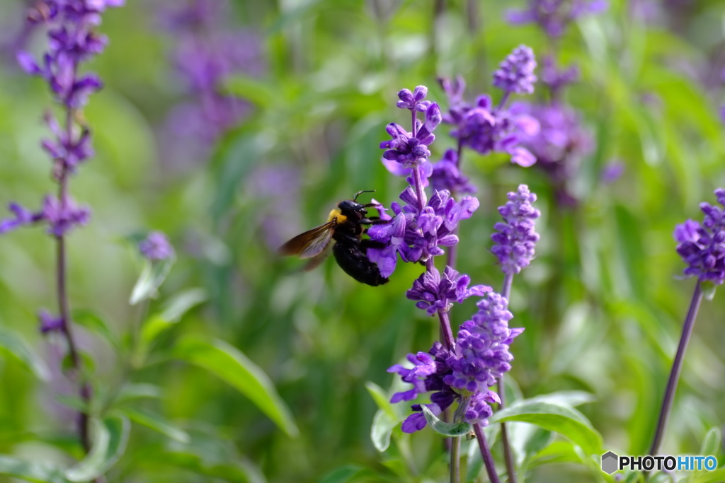 撮って出し(2025-10-04_12-35)-(X-E1-50())_03