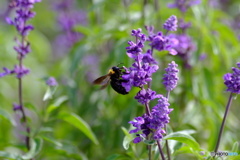 撮って出し(2025-10-04_12-35)-(X-E1-50())_03