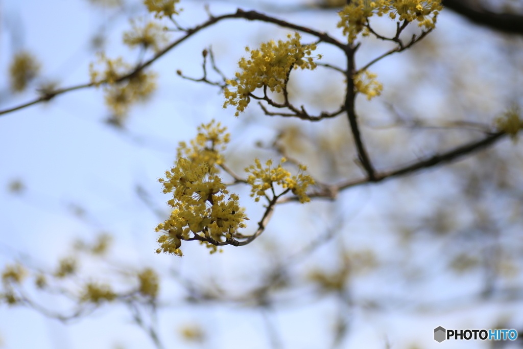 撮って出し(2025-04-07_12-03)-(Canon EOS 6D-90