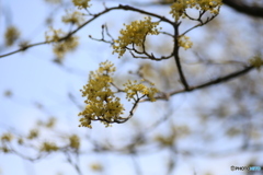 撮って出し(2025-04-07_12-03)-(Canon EOS 6D-90