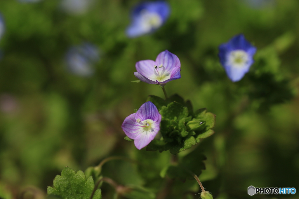 撮って出し(2024-04-12_14-36)-(Canon EOS 6D-90