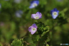 撮って出し(2024-04-12_14-36)-(Canon EOS 6D-90