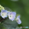 撮って出し-E-M5-0.0-23_06_23-9