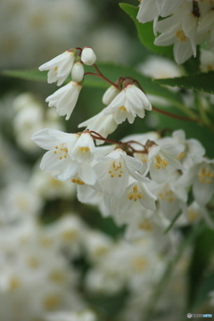 撮って出し(2024-05-12_09-48)-(Canon EOS 60D-2