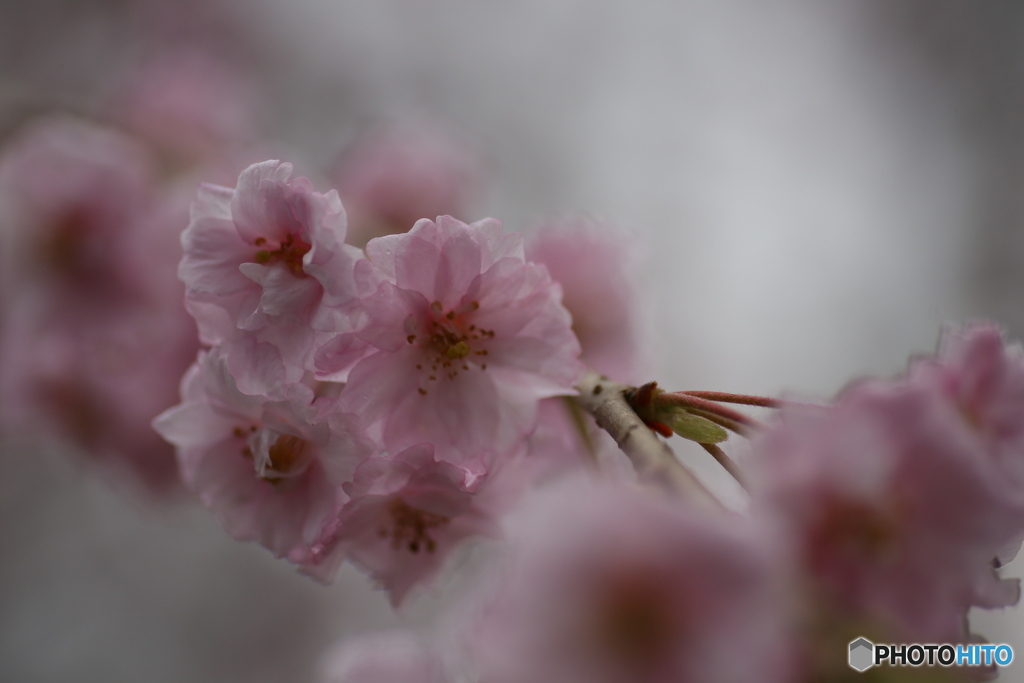撮って出し(2025-04-18_17-13)-(Canon EOS 6D-90