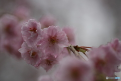 撮って出し(2025-04-18_17-13)-(Canon EOS 6D-90