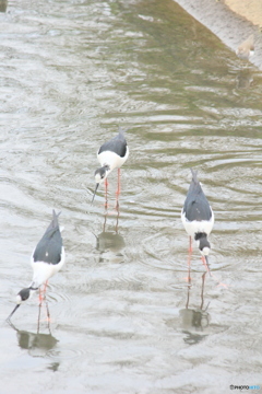撮って出し(2025-04-27_13-04)-(Canon EOS 60D-2