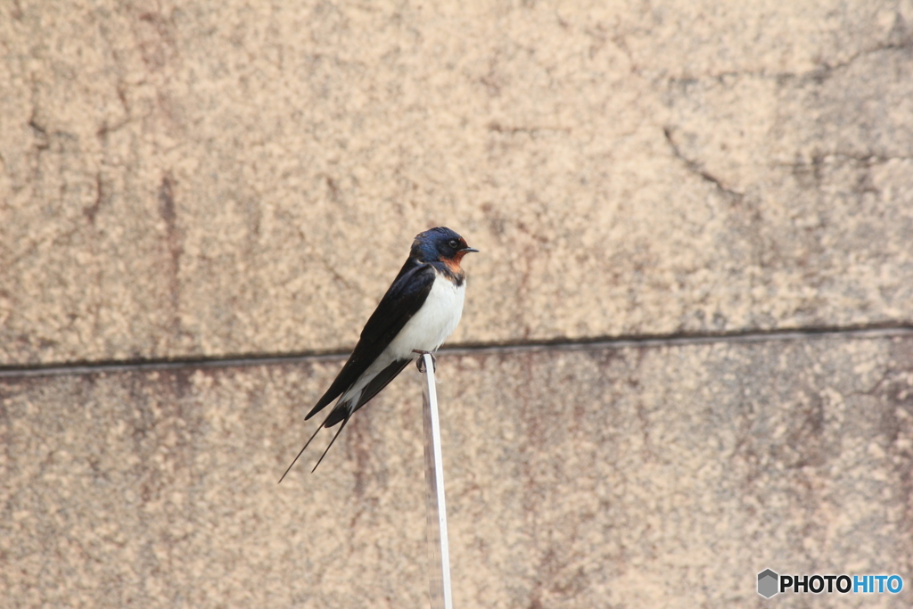 撮って出し(2025-04-18_09-45)-(Canon EOS 60D-2