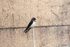 撮って出し(2025-04-18_09-45)-(Canon EOS 60D-2