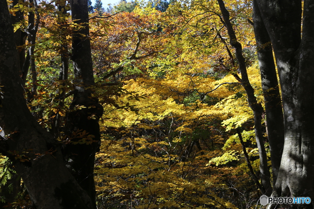 撮って出し(2025-11-04_11-02)-(Canon EOS 6D-60