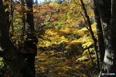 撮って出し(2025-11-04_11-02)-(Canon EOS 6D-60