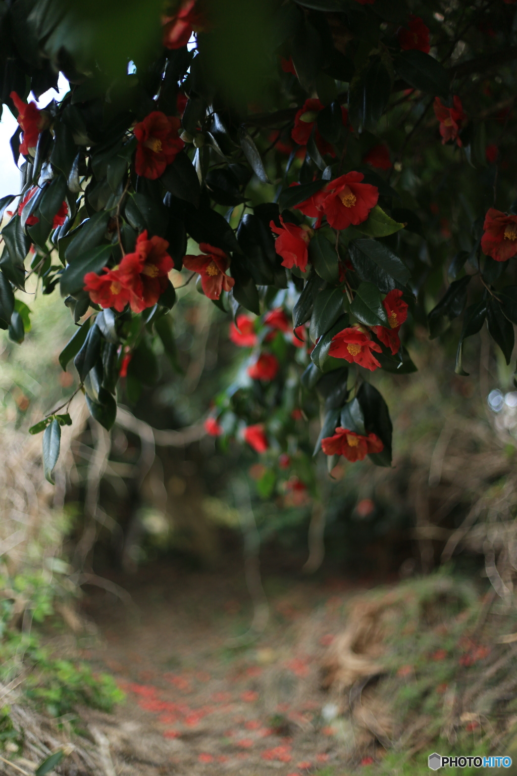 撮って出し(2024-04-12_14-04)-(Canon EOS 6D-50