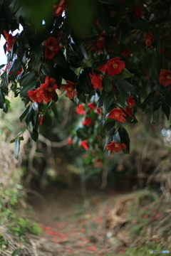 撮って出し(2024-04-12_14-04)-(Canon EOS 6D-50