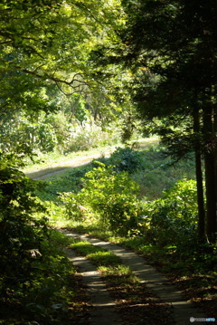 撮って出し(2025-10-30_11-14)-(PENTAX K10D-75(