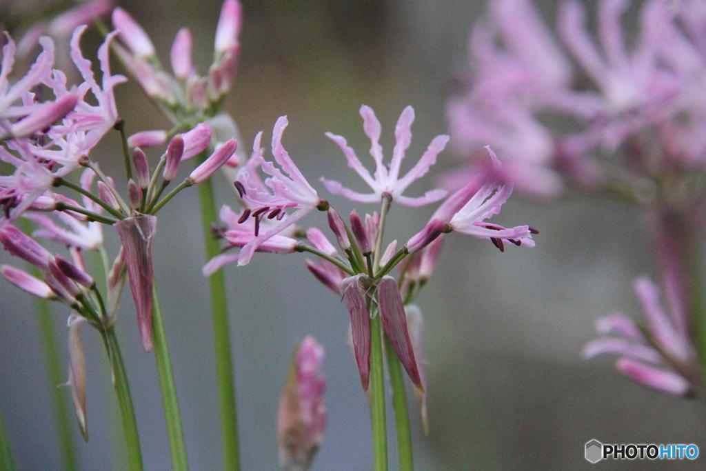 撮って出し(2025-11-27_08-53)-(Canon EOS 60D-2