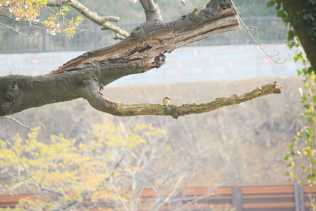 撮って出し(2025-04-27_07-19)-(Canon EOS 60D-2