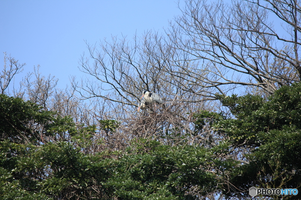撮って出し(2025-04-19_10-40)-(Canon EOS 60D-2