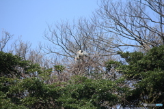 撮って出し(2025-04-19_10-40)-(Canon EOS 60D-2