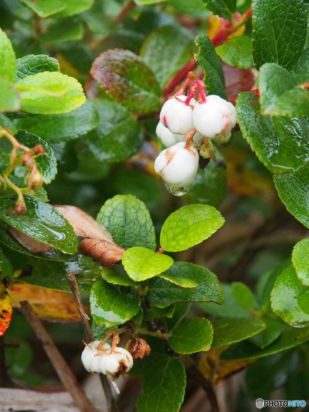 シラタマノキの実