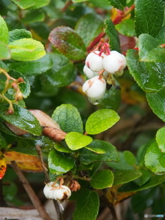 シラタマノキの実