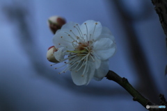 撮って出し(2025-03-31_06-32)-(Canon EOS 60D-9