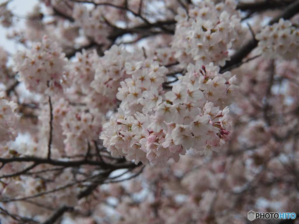 撮って出し(2025-04-17_11-29)-(E-M5-75(OLYMPUS