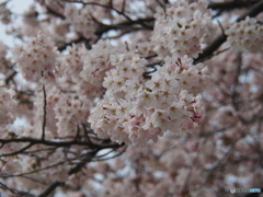 撮って出し(2025-04-17_11-29)-(E-M5-75(OLYMPUS