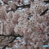 撮って出し(2025-04-17_11-29)-(E-M5-75(OLYMPUS