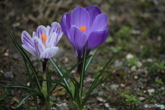 撮って出し-Canon EOS 60D-135.0-22_04_07-0