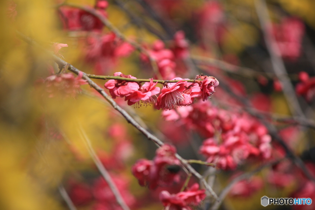 撮って出し(2025-04-07_09-26)-(Canon EOS 60D-2