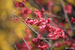 撮って出し(2025-04-07_09-26)-(Canon EOS 60D-2