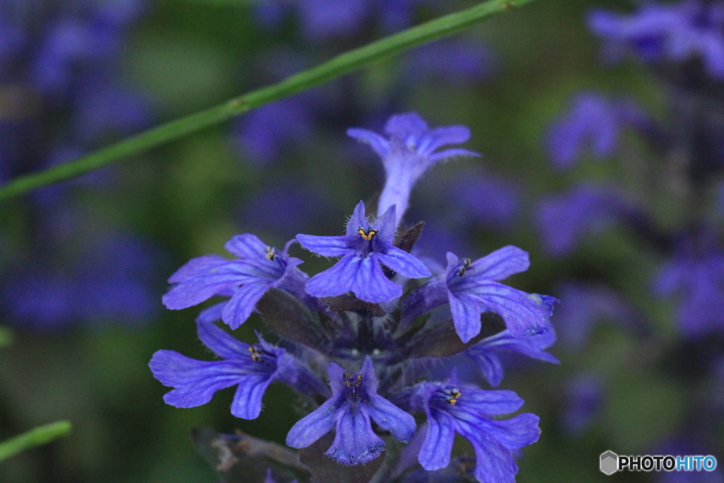 撮って出し-Canon EOS 60D-90.0-23_05_17-22