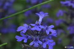 撮って出し-Canon EOS 60D-90.0-23_05_17-22