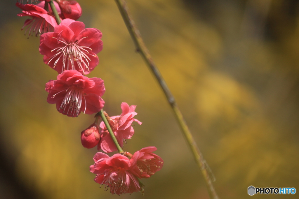 撮って出し(2025-04-07_09-27)-(Canon EOS 60D-2