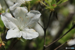 撮って出し-Canon EOS 60D-200.0-23_05_11-0