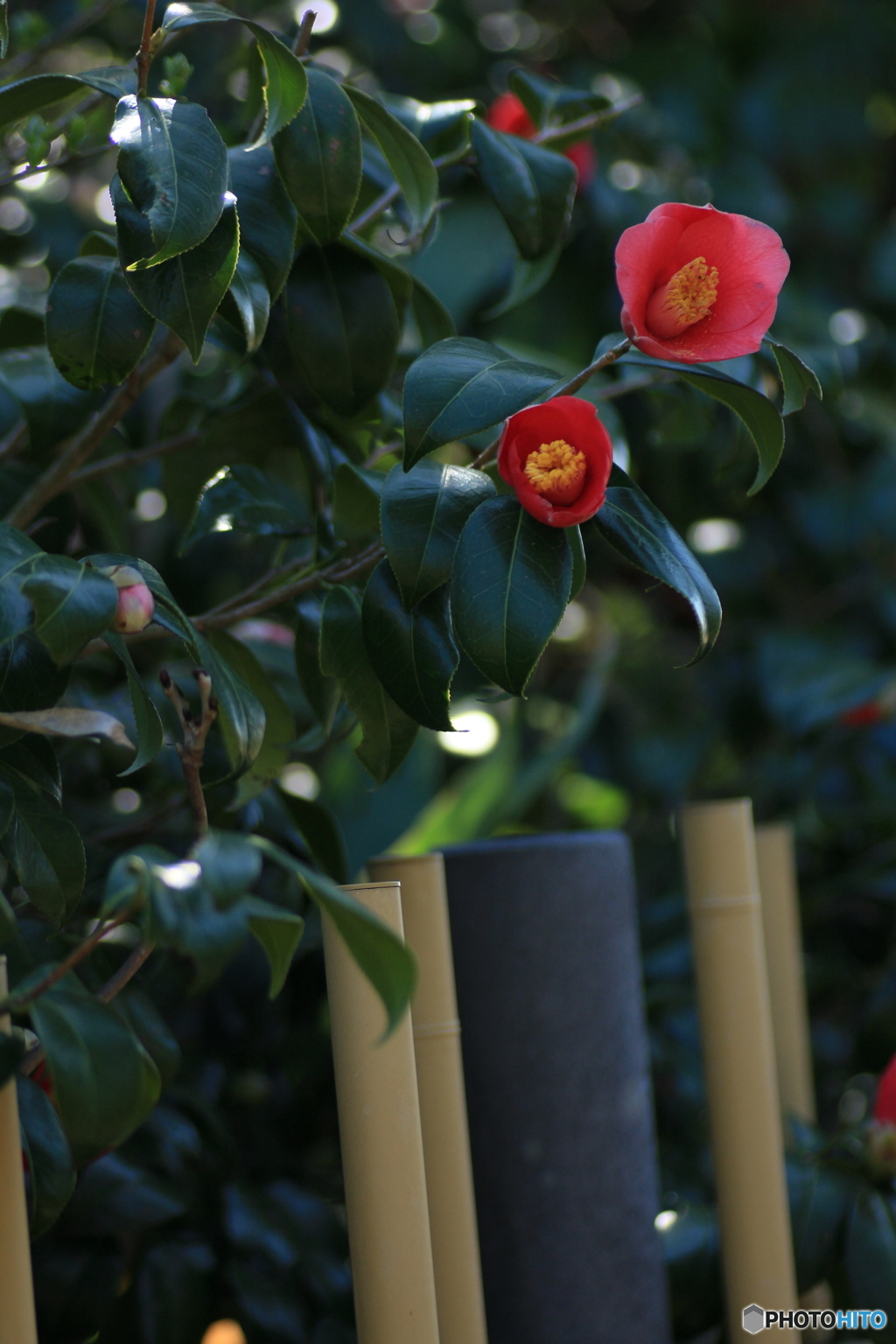 撮って出し-Canon EOS 60D-90.0-41_03_30-2