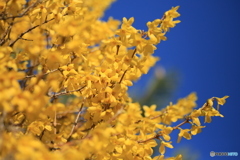 撮って出し(2024-04-10_16-26)-(Canon EOS 6D-90