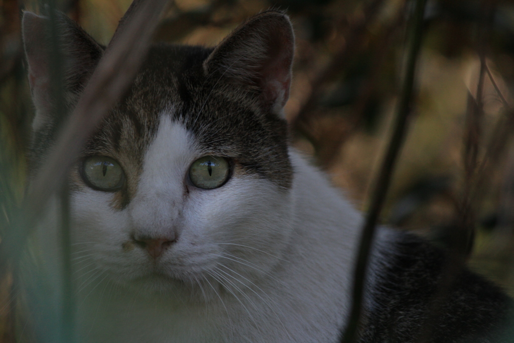 撮って出し(2024-09-10_16-01)-(Canon EOS 60D-2