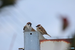 撮って出し(2025-02-25_12-02)-(Canon EOS 60D-2
