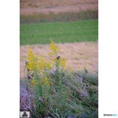 撮って出し(2023-10-12_15-31)-50--X-E1_2