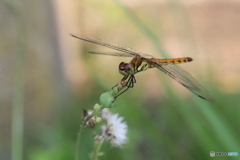 撮って出し(2024-07-16_14-56)-(Canon EOS 6D-90