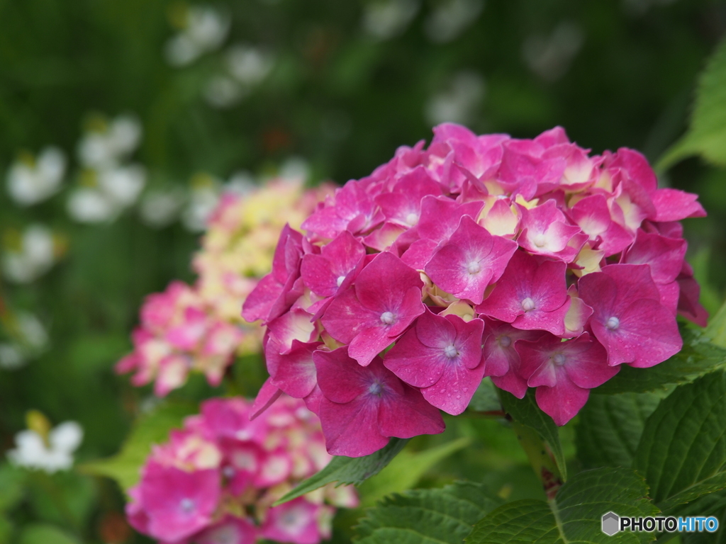 撮って出し(2025-06-27_12-25)-(E-M5-150(OLYMPU