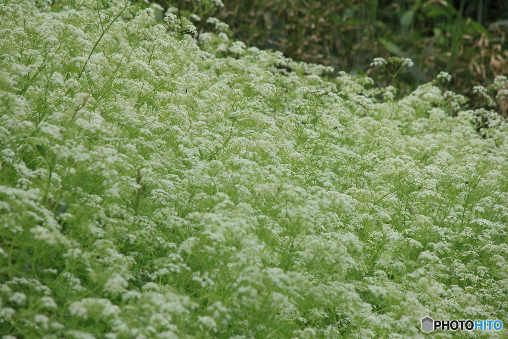 撮って出し(2024-05-12_09-52)-(Canon EOS 60D-2