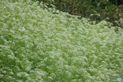 撮って出し(2024-05-12_09-52)-(Canon EOS 60D-2