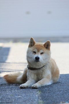 撮って出し-Canon EOS 60D-250.0-23_06_13-6
