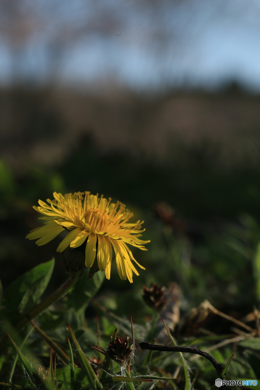 撮って出し(2024-04-12_15-27)-(Canon EOS 6D-90