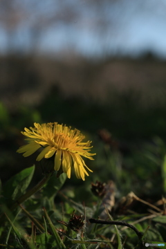 撮って出し(2024-04-12_15-27)-(Canon EOS 6D-90